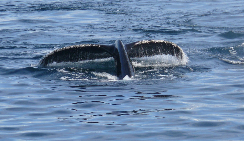 AI podsłuchała kaszaloty - co z tego wynikło?
