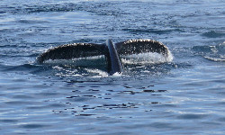 AI podsłuchała kaszaloty – co z tego wynikło?