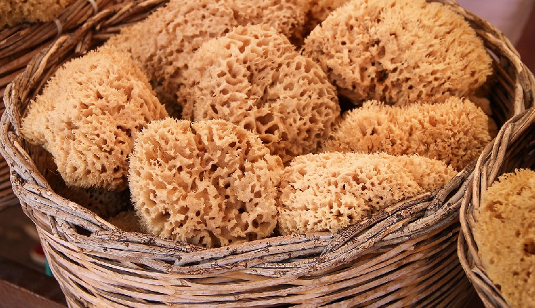 Nowe gąbki – szansa na nowe lekarstwa