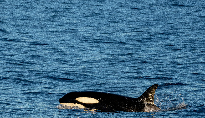 Orki i delfiny, czyli przyjaźń z mięśniakiem...