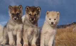 Czy Grenlandii naprawdę bronią dwa psie zaprzęgi?