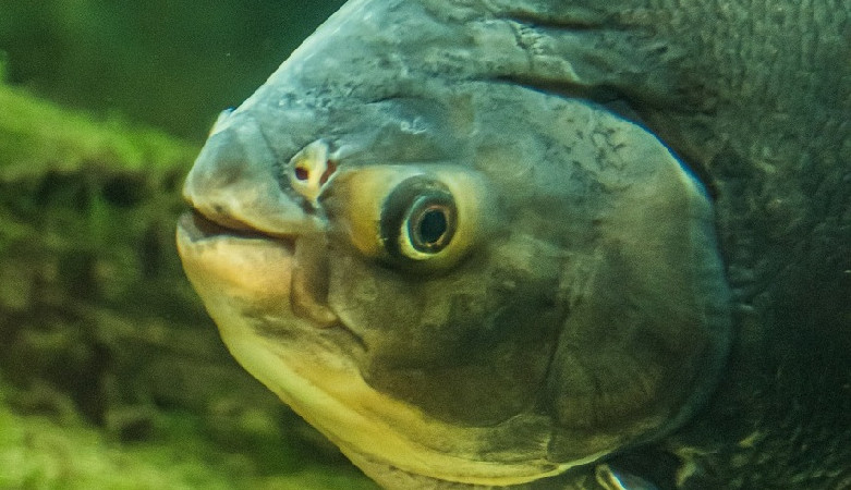 Pirania Kasia uratowana!