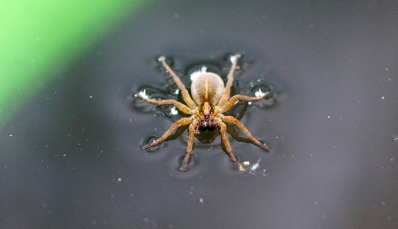 Statek, który nigdy nie zatonie