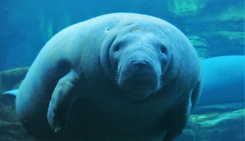 Znęcali się nad manatem