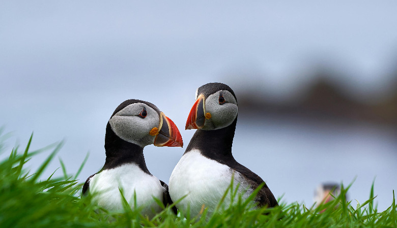 Puffling patrol — na ratunek kultowym ptaszyskom