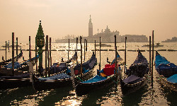 W Wenecji zamieszkał delfin