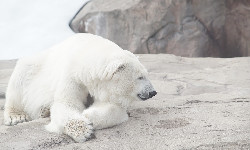 Miś polarny jest szefem kuchni