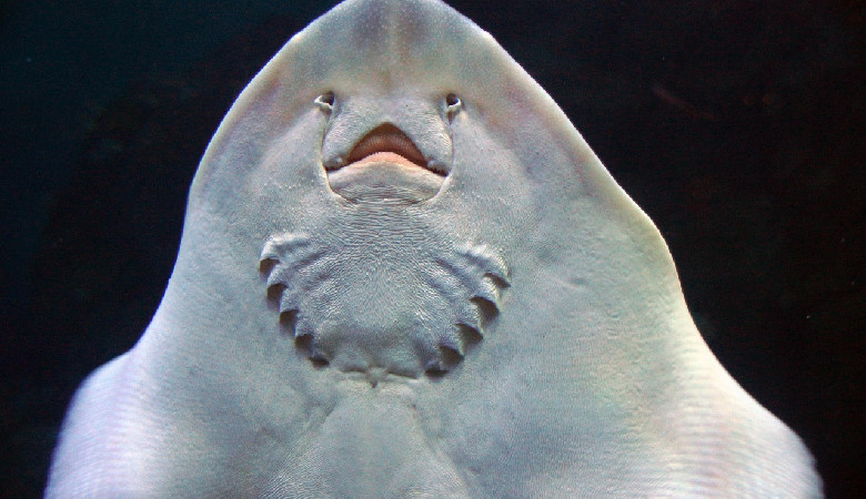 Straszny, świąteczny przysmak Islandczyków