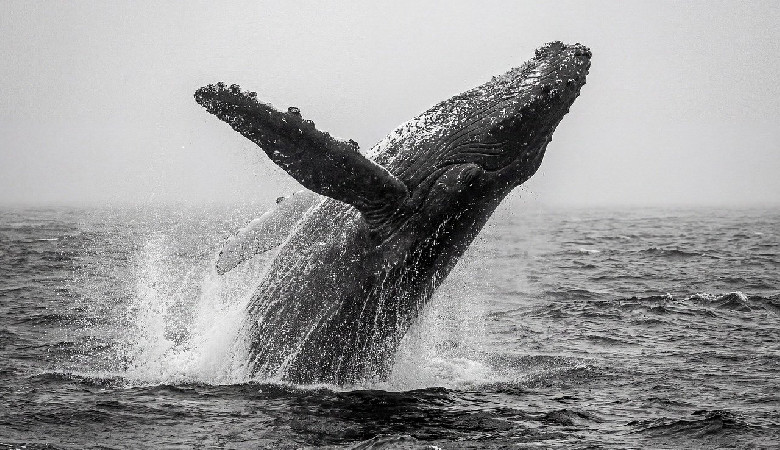 Panie wolą starszych; przynajmniej w świecie humbaków