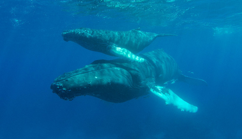 Dlaczego wieloryby są takie duże?