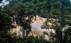 Rybki wspinające się po pionowych skałach. Takie rzeczy tylko w Kongo